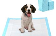 Toalety a plienky pre psov