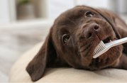 Starostlivosť o zdravé zuby a ďasná psov a mačiek