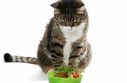 Vitamíny a minerály pre mačky